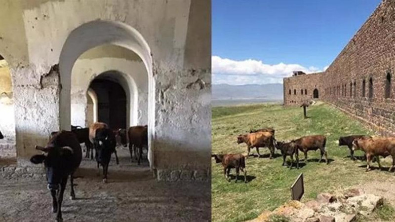 Erzurum Valiliği'nden Tabyalardaki inekler ile ilgili açıklama yapıldı