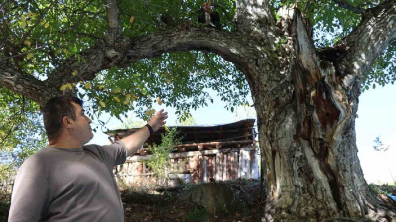 Erzurum'da İstanbul'un fethini gören ağaç