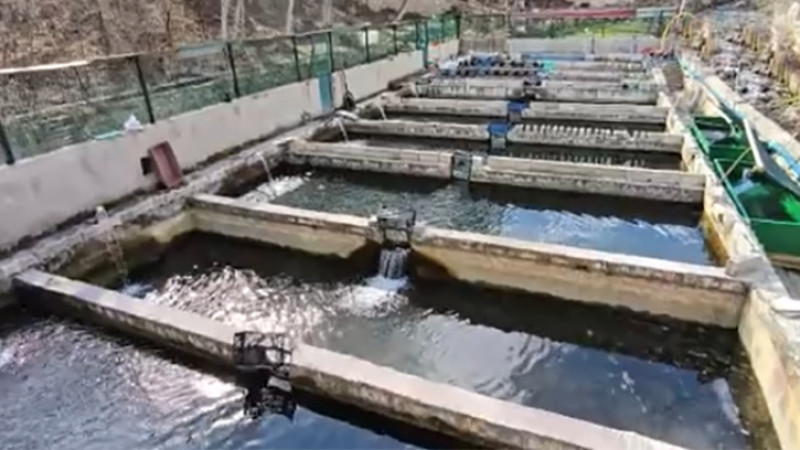 Erzurum Bağbaşı'nda 300 bin balık telef oldu