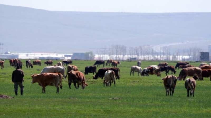 Kurban satışlarında hem alıcıyı hem satıcıyı dolandırıyorlar