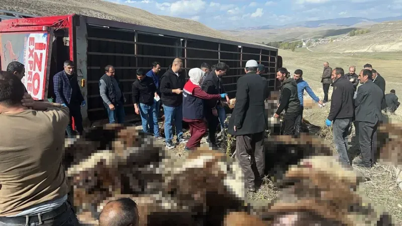 Erzurum’da tır devrildi, 130 koyun telef oldu