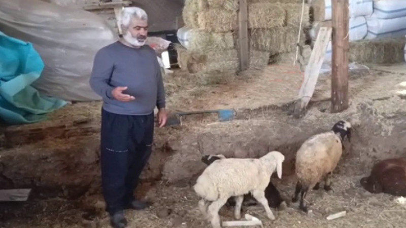 Palandöken'de kurtlar ağıla girdi... Zarar büyük