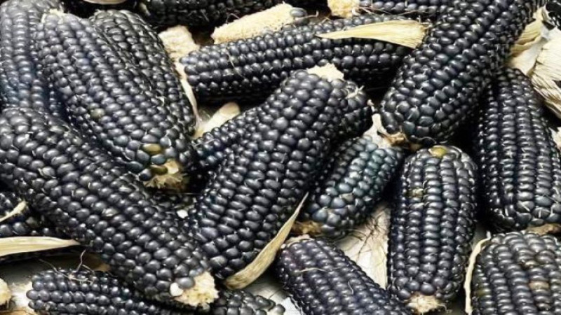 Bu da Oltu mısırı; görenler şaşırıyor